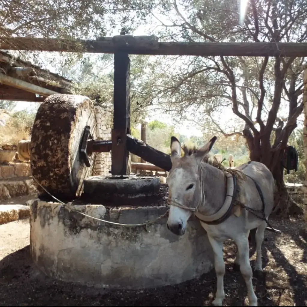 חמור לצד בית בד עתיק מסורתי