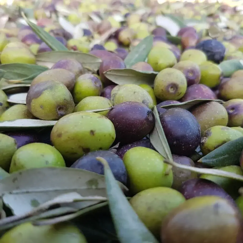 זיתים טריים ירוקים וסגולים לאחר המסיק עם עלי זית