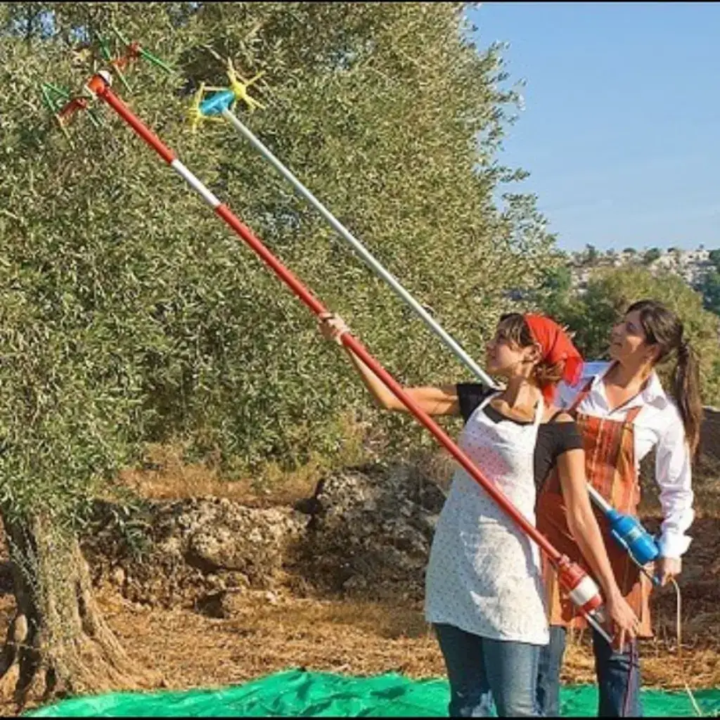 מסיק זיתים ידני באמצעות כלים חשמליים במטע זיתים