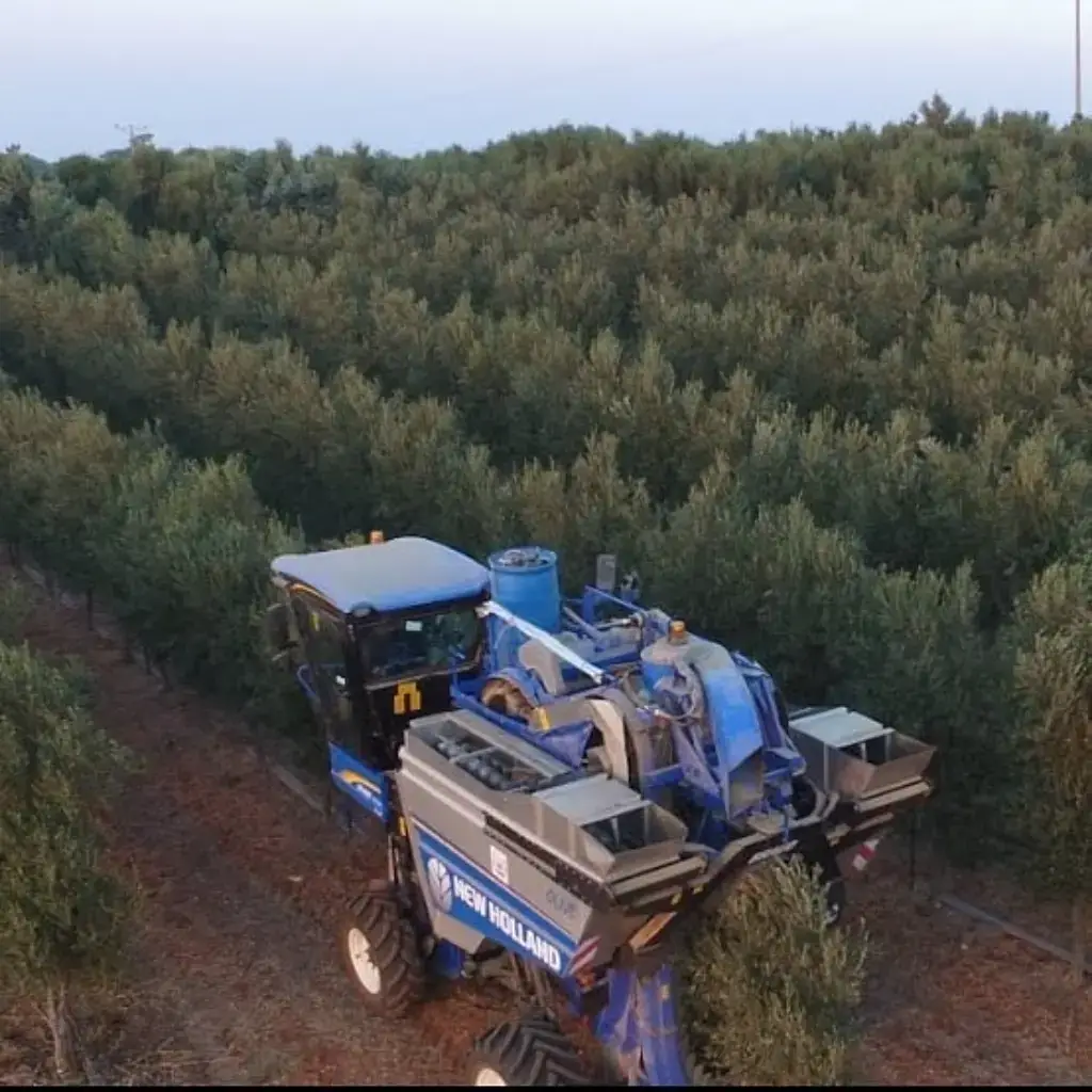 מסיק זיתים במשק שספי בציר מכני במטע זיתים באמצעות מכונת מסיק מתקדמת