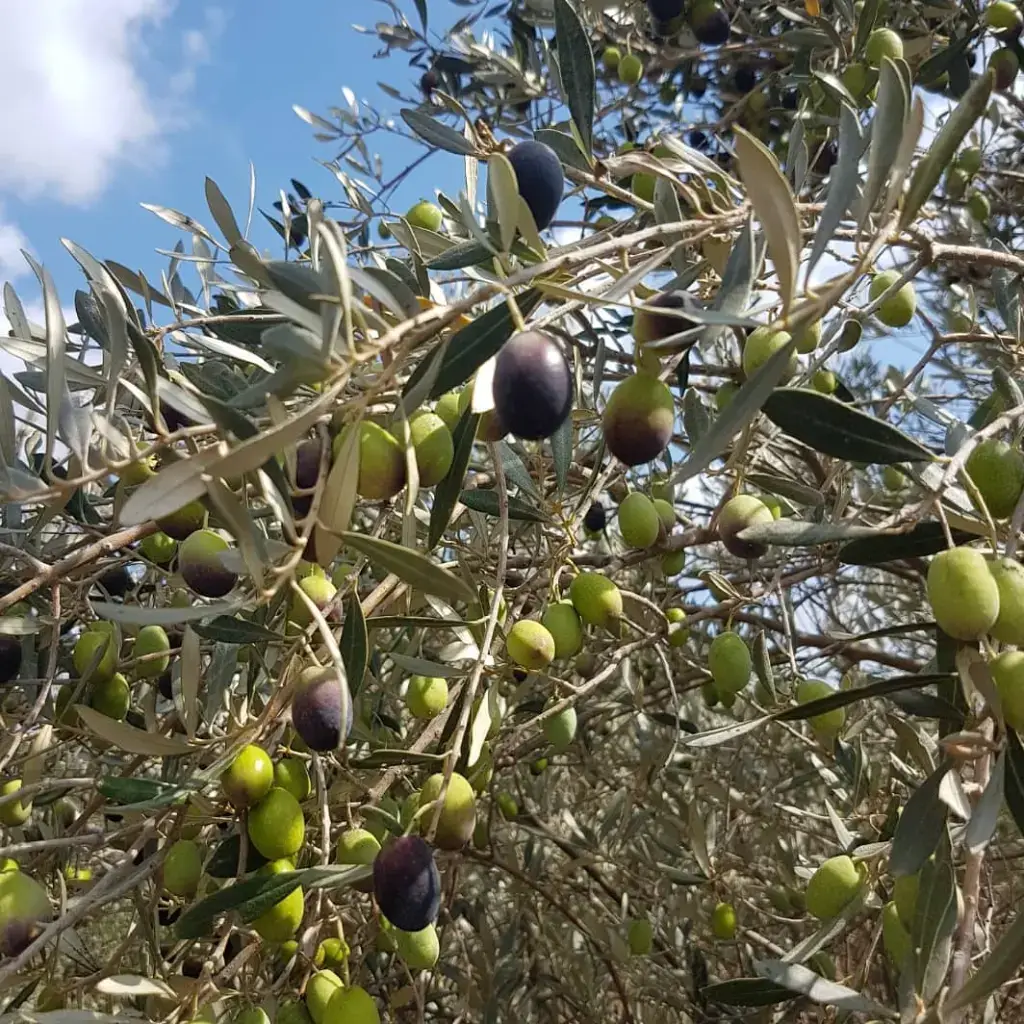עצי זית במשק שספי זיתים מבשילים על עץ זית במטע