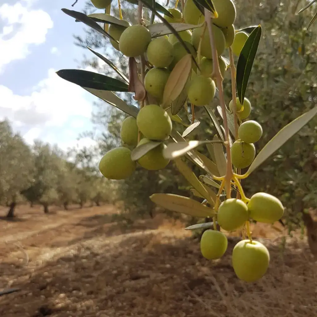 זיתים ירוקים במטע זיתים במשק שספי אשכול זיתים ירוקים על עץ זית במטע של משק שספי