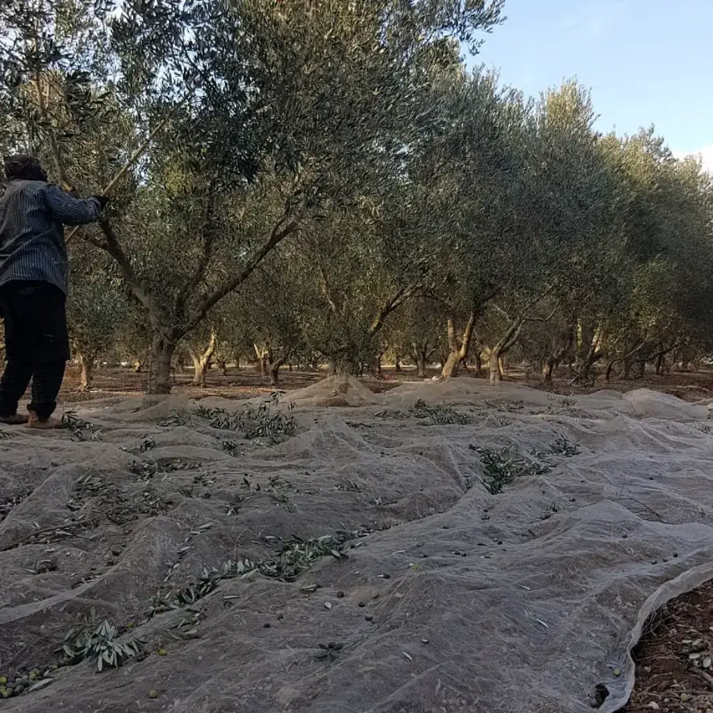מסיק זיתים במשק שספי רשתות פרוסות תחת עצי זית במהלך מסיק זיתים במטע