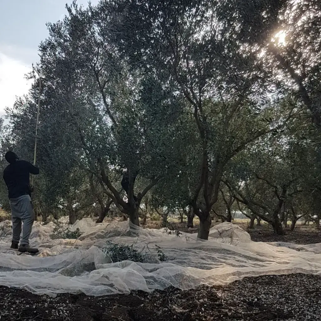 מסיק זיתים במשק שספי רשתות פרוסות תחת עצי זית במהלך מסיק זיתים במטע
