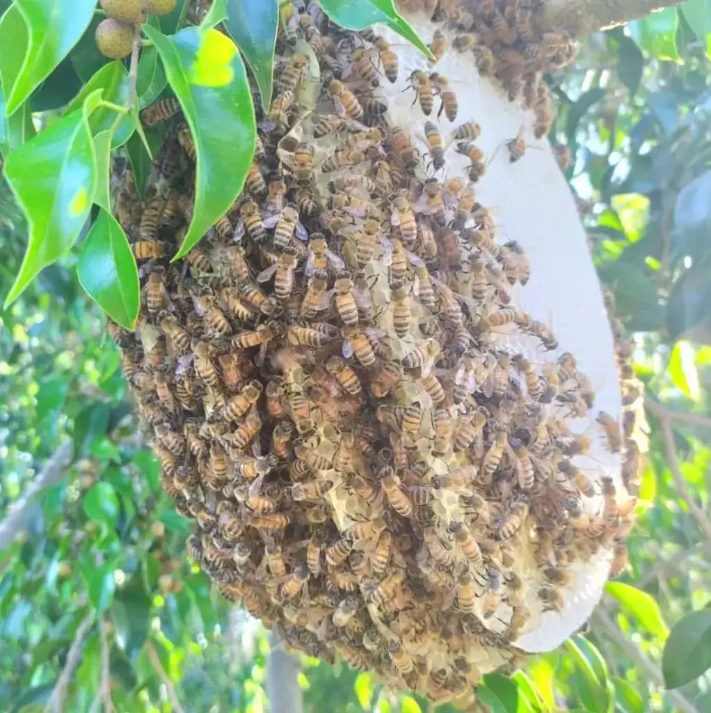 כוורת דבורים טבעית כוורת דבורים טבעית על ענף עץ