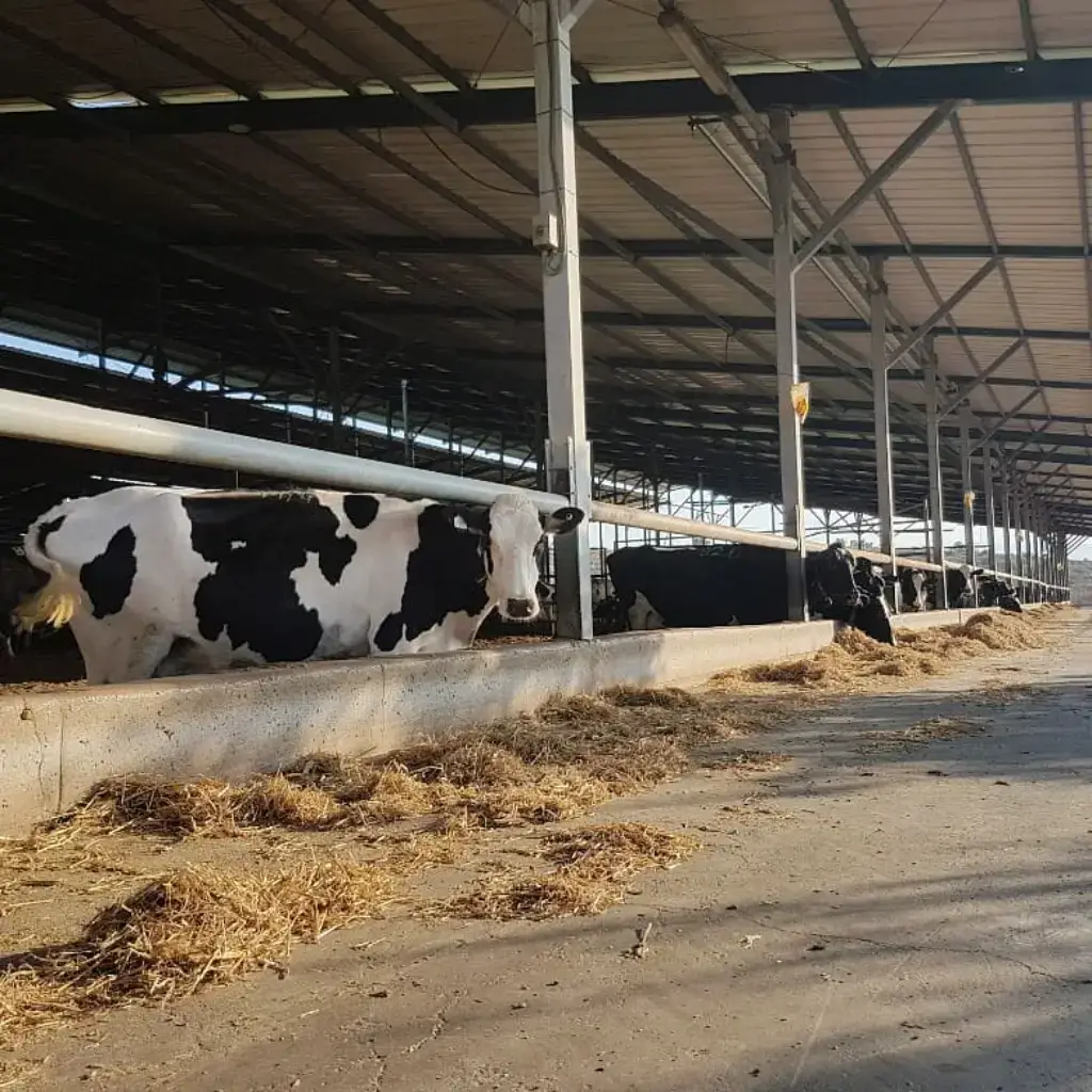 פרות ברפת פרות אוכלות ברפת החלב
