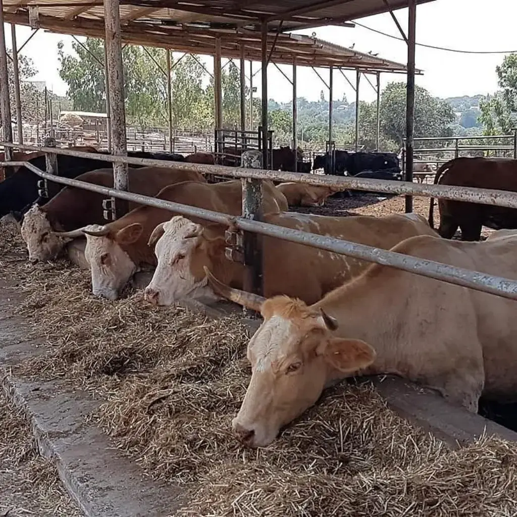 בקר אוכל באזור ההאכלה בקר אוכל באזור ההאכלה