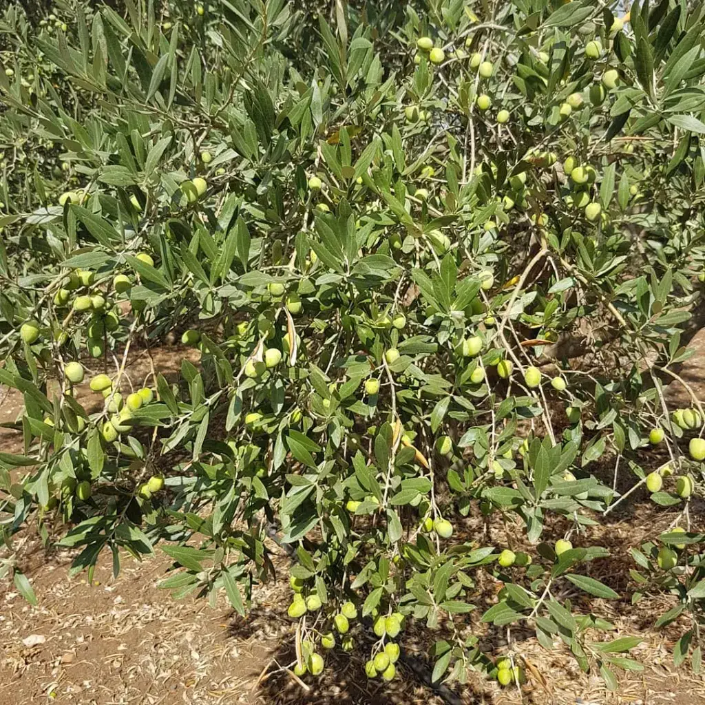 עץ זית במשק שספי ענפי עץ זית עמוסים בזיתים במשק שספי